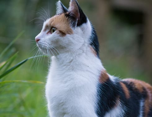 Felis catus surveying its landscape